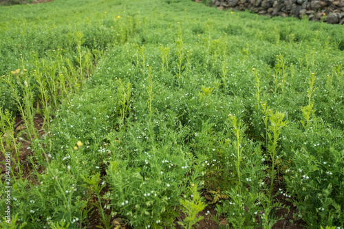 Lentil field, rows of plants. Agriculture