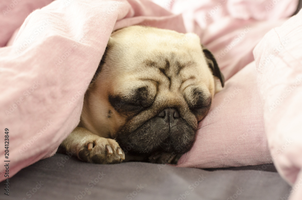 small cute dog breed pug sleeping in bad small cute dog breed pug sleeping in bad