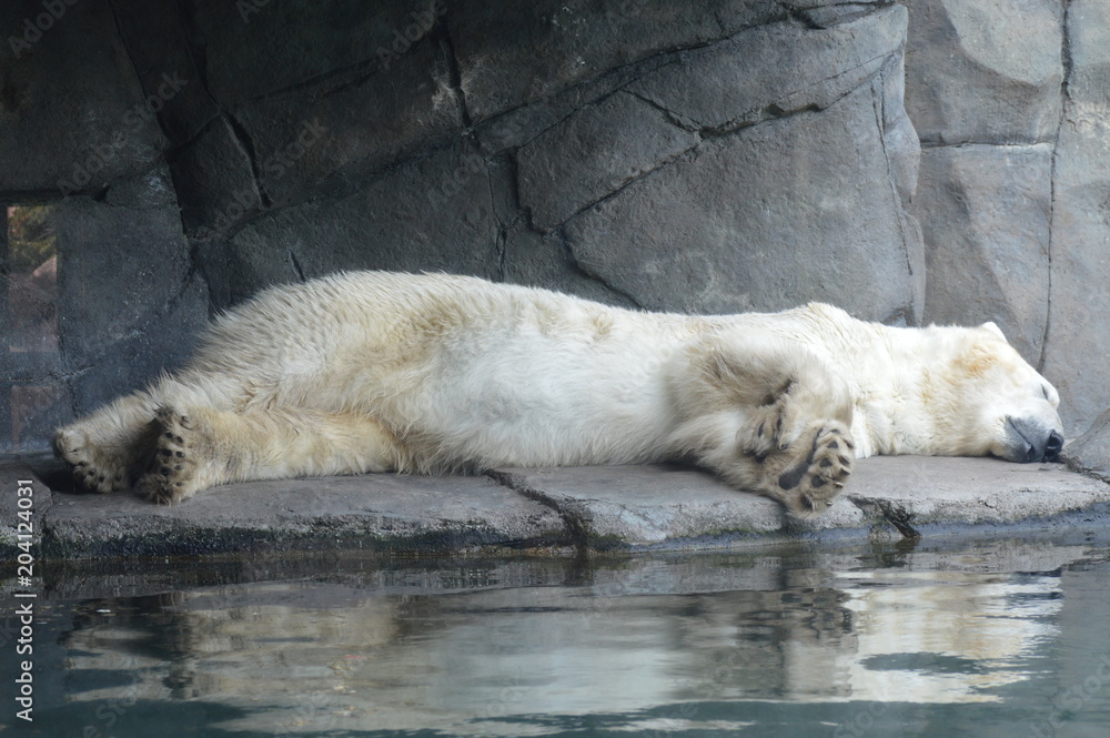 A polar bear sleeping A polar bear sleeping