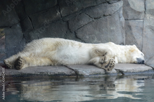 A polar bear sleeping