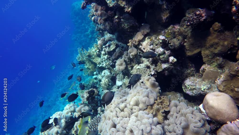 Video shooting at a shallow depth. The corals and tropical fish. Video shooting at a shallow depth. The corals and tropical fish.