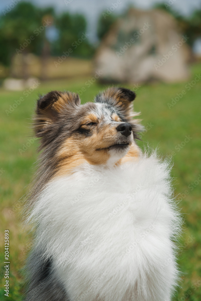 Cute Shetland Sheepdog over natural background