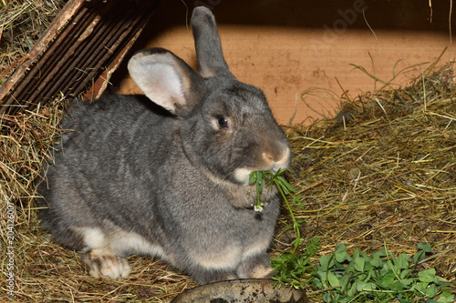 family rabbit mutter and little cutie watching around his hay nest close up portrait 