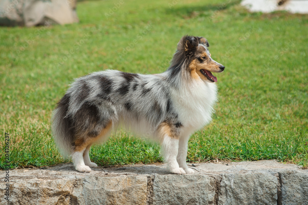 Cute Shetland Sheepdog over natural background Cute Shetland Sheepdog over natural background