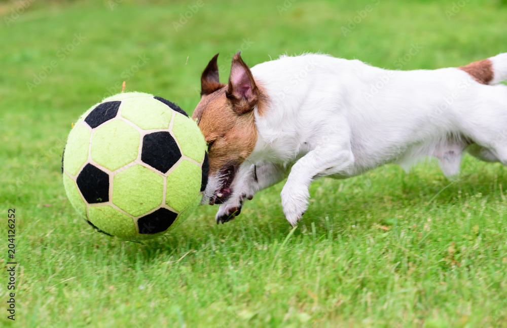 Dog playing with football (soccer) ball shows dribbling on high pace