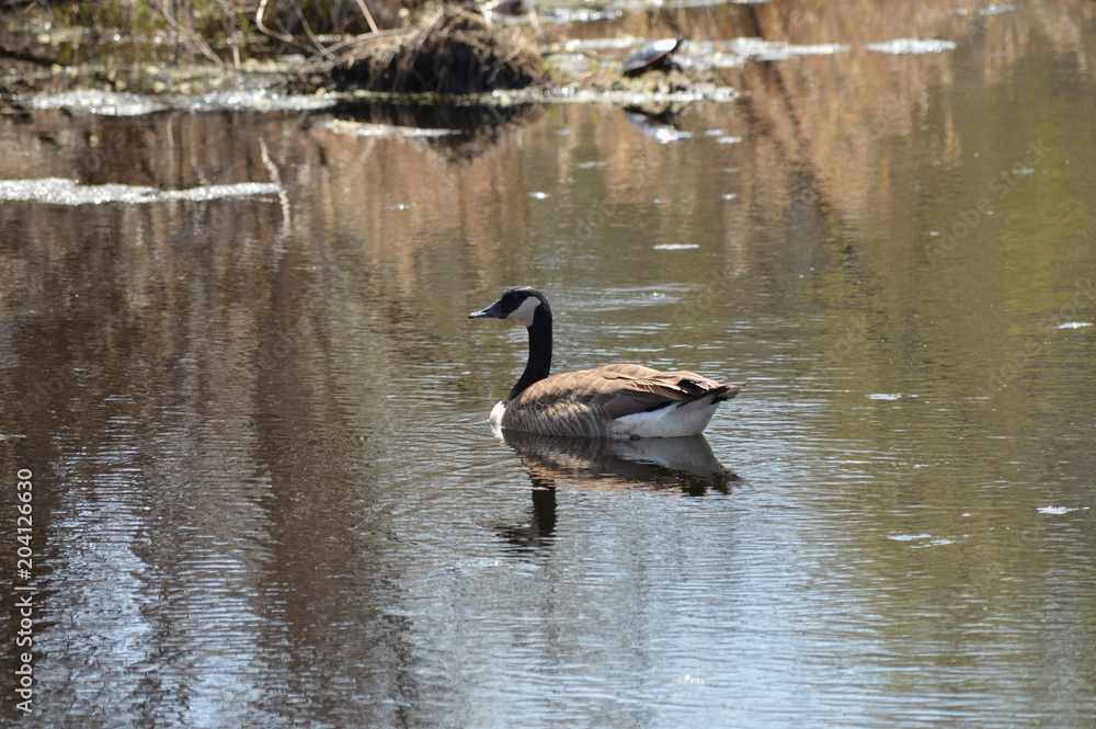 Geese on the water Geese on the water