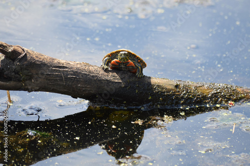 Turtle on a log in the water