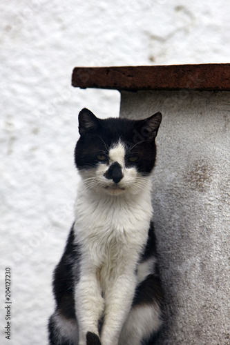 Poor skinny cat with asymmetrical black-and-white coloring photo