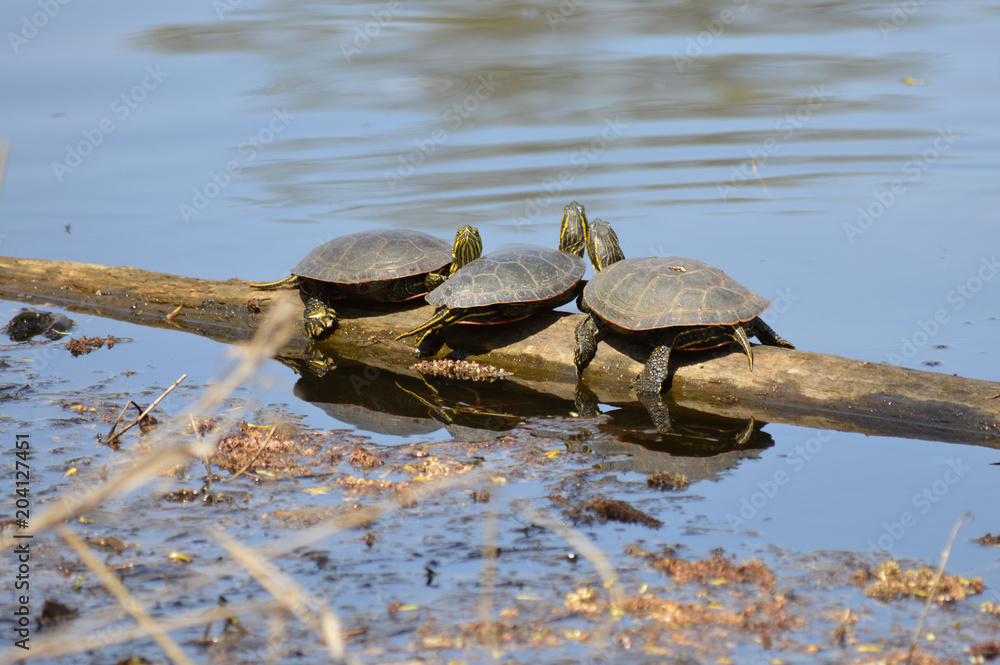 Obraz premium Turtles on a branch in the water