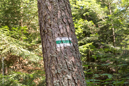 Hiking trail sign on tree in forest