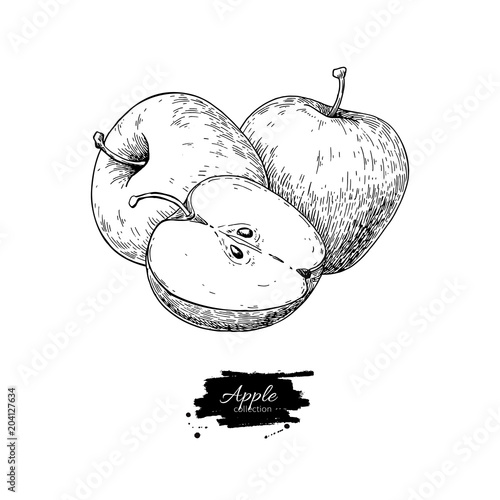 Apple vector drawing. Hand drawn fruit and sliced pieces. Summer