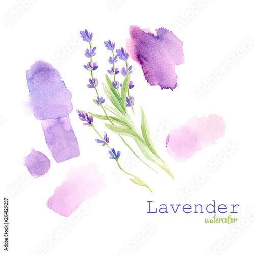 Watercolor hand drawn bunch of French lavender flowers. Isolated eco natural herbs illustration on white background for Valentine's Day, wedding, sales, invitations, movie posters, fabrics.