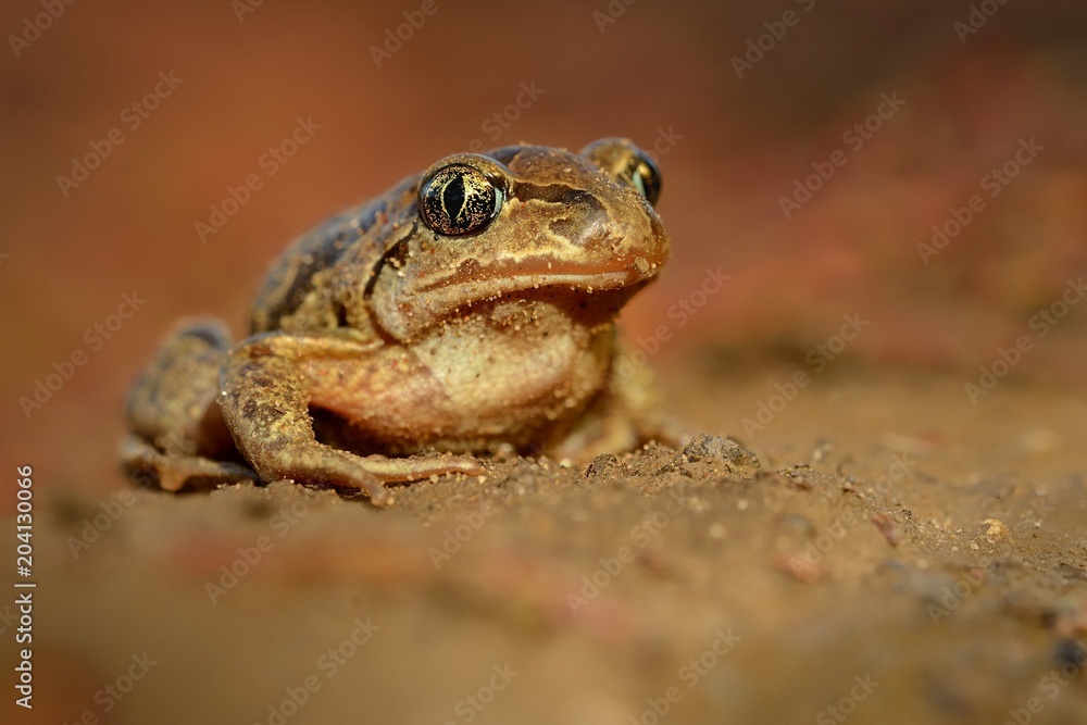 Frog Common Spadefoot - Pelobates fuscus Frog Common Spadefoot - Pelobates fuscus