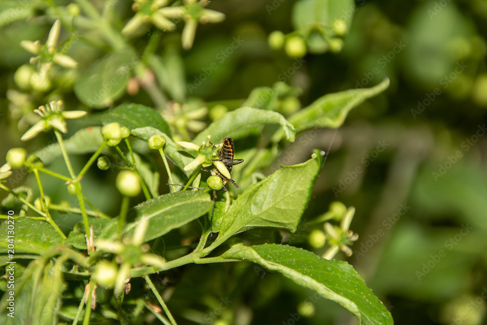 Käfer mit Knospe auf Blatt Käfer mit Knospe auf Blatt