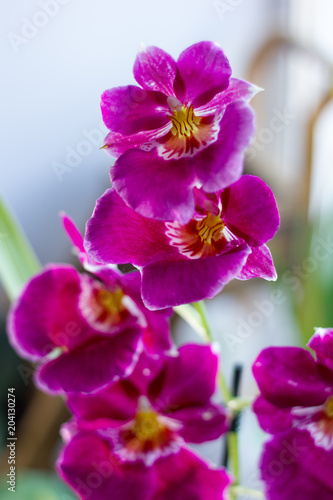 Beautiful purple orchid.