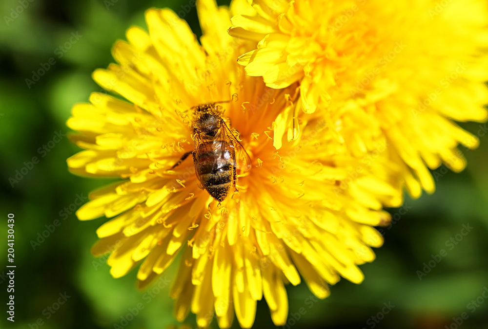 Bee on the dandelions flower in the spring Bee on the dandelions flower in the spring