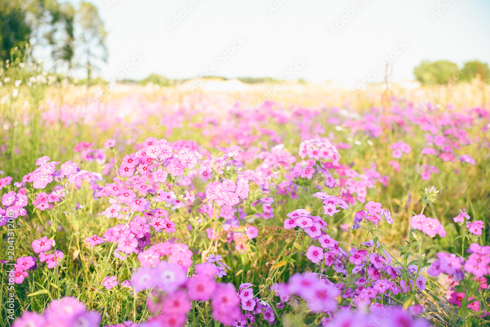 Spring purple wild flower field. Filled with purple flowers in southern Florida in April. Spring purple wild flower field. Filled with purple flowers in southern Florida in April.