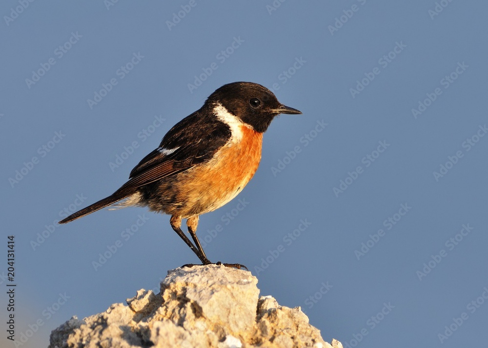 Fototapeta premium Stonechat (Saxicola torquatus)