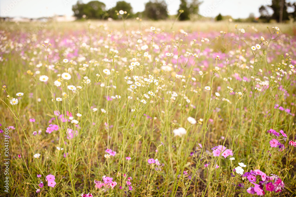 Spring purple wild flower field. Filled with purple flowers in southern Florida in April.	