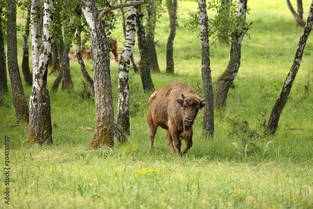 European bison (Bison bonasus) in forest, spring time Slovakia. European bison (Bison bonasus) in forest, spring time Slovakia.