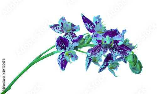 Fototapeta Naklejka Na Ścianę i Meble -  purple peloric spotty with bud orchid isolated, white background