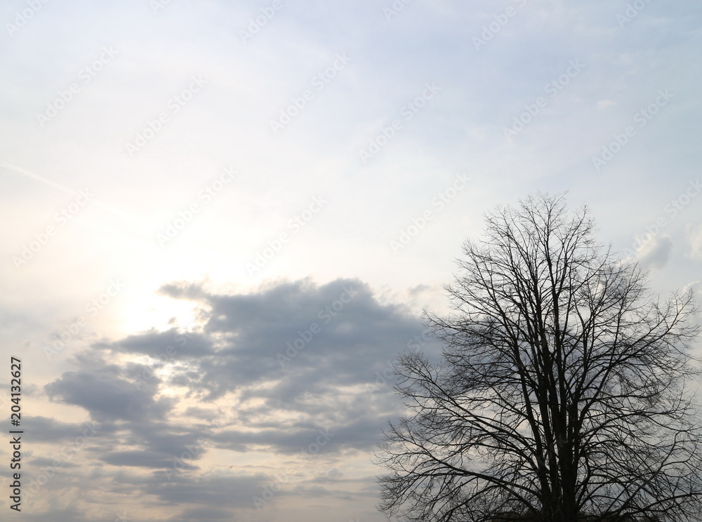 cumulus clouds in the evening sky cumulus clouds in the evening sky