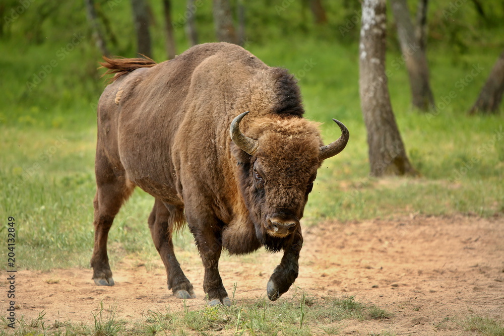 European bison (Bison bonasus) in forest, spring time Slovakia. European bison (Bison bonasus) in forest, spring time Slovakia.