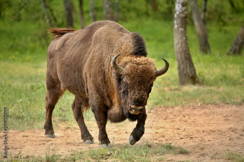 Stampa su Tela European bison (Bison bonasus) in forest, spring time Slovakia.
