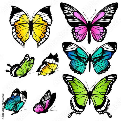 beautiful color butterflies,set, isolated  on a white