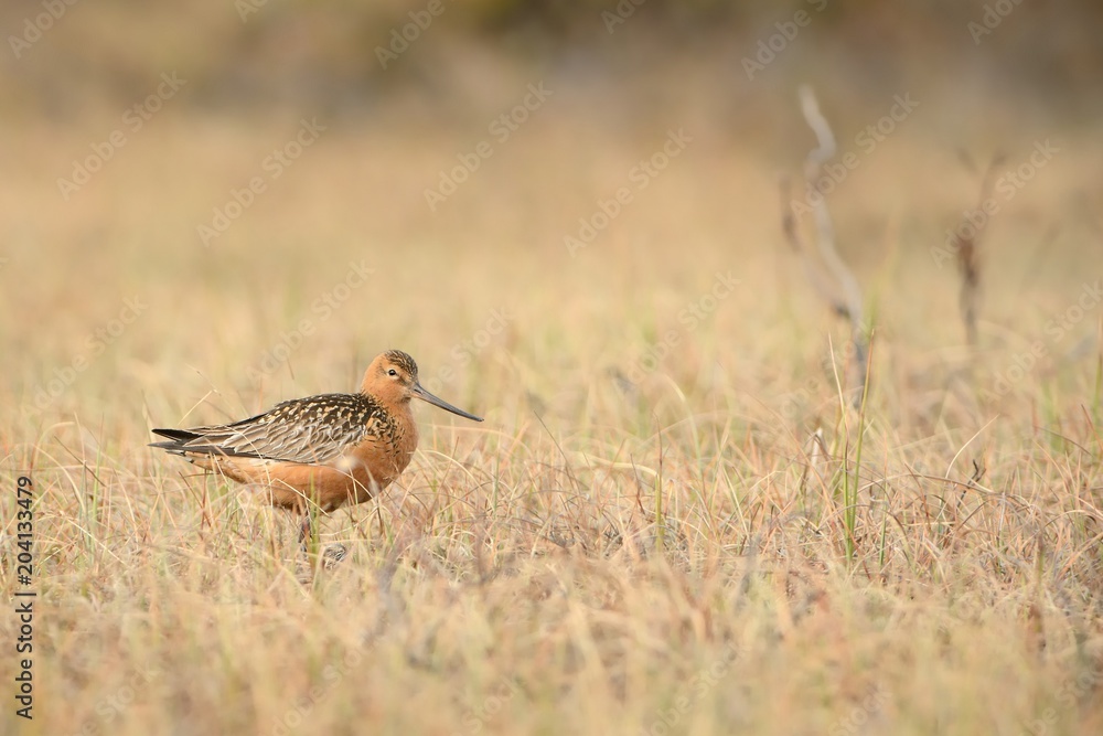 The male of the Bar-tailed Godwit (Limosa lapponica)