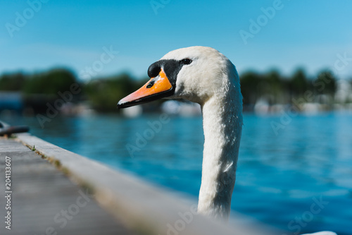 Fototapeta Naklejka Na Ścianę i Meble -  Curious head of a swan coming up behind the pier at Alster Lake in Hamburg, Germany