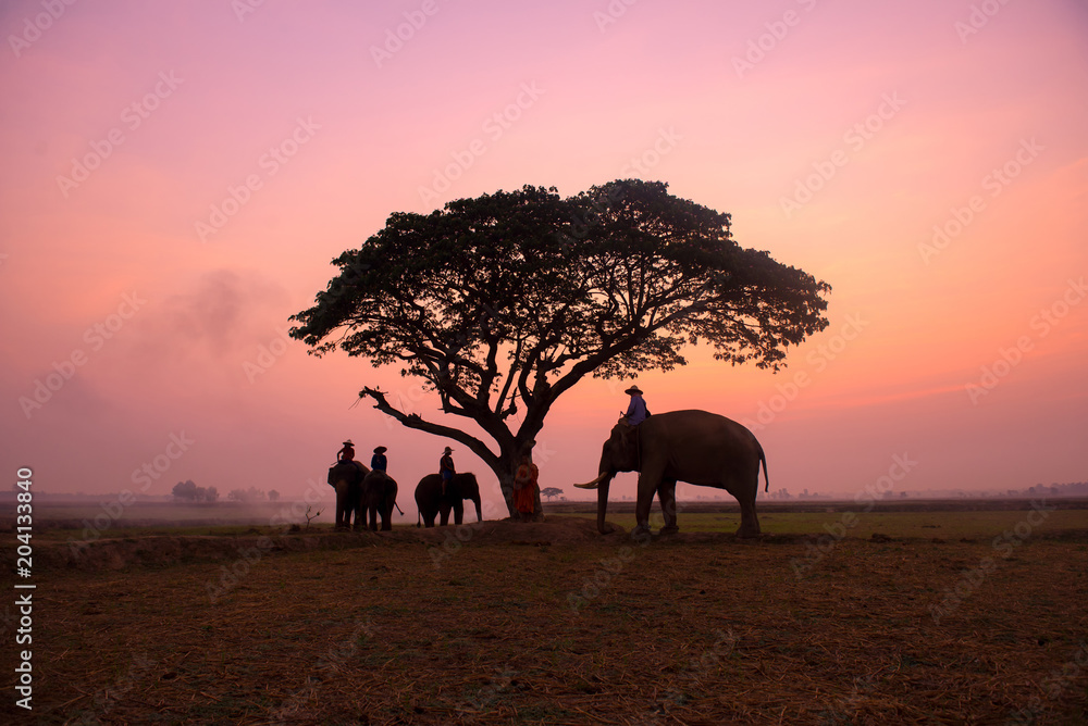 Golden hour amazing safari Thailand  the mahouts and elephants meeting under tree of Chang Village Thailand.