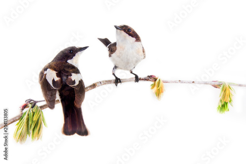 Two pretty birds on beautiful spring twig photo