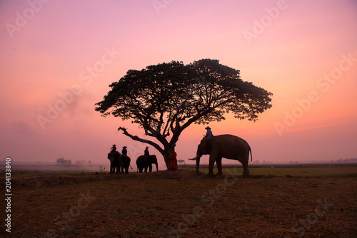 Golden hour amazing safari Thailand the mahouts and elephants meeting under tree of Chang Village Thailand.