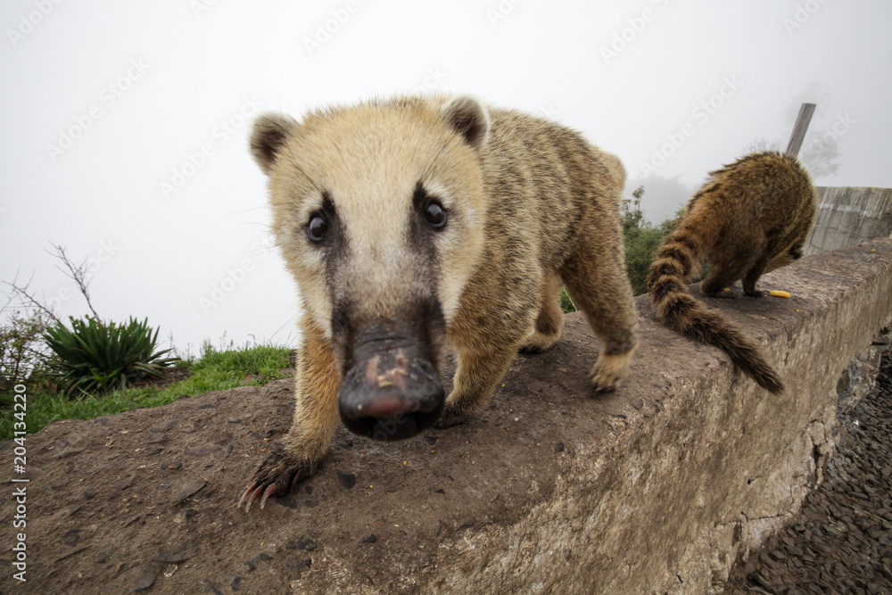 Fototapeta premium A curious coati approaches the lens to investigate food.