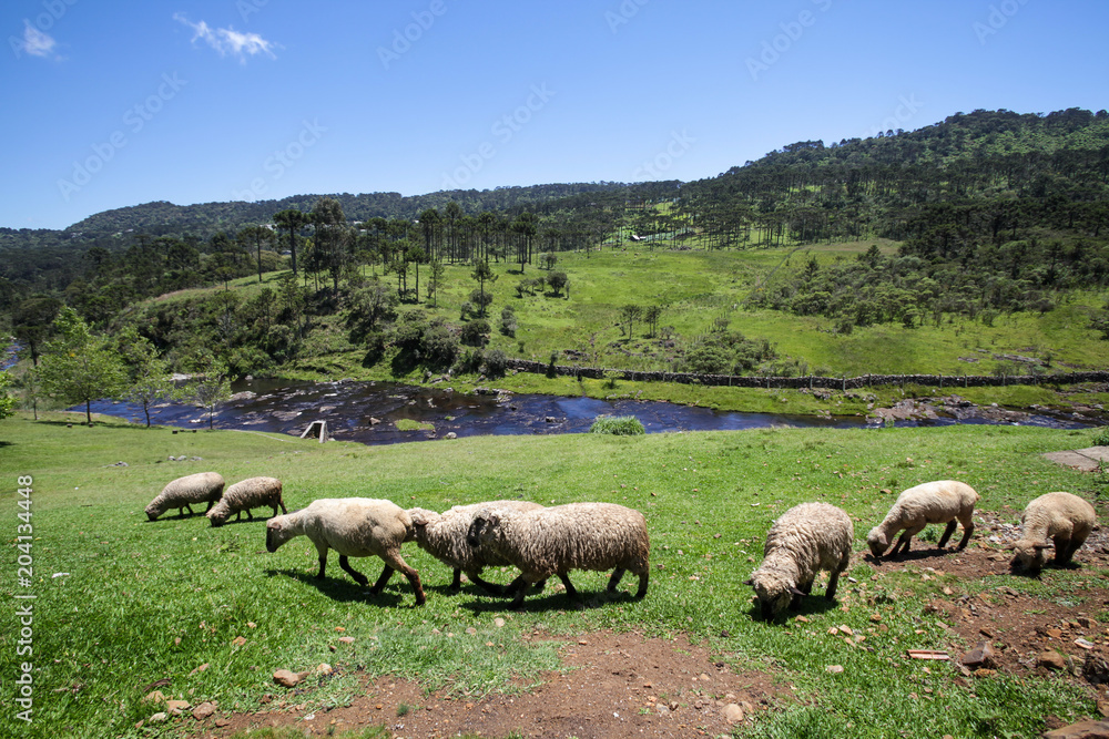 Obraz premium Sheep grazing in mountain landscape with river in background in winter.