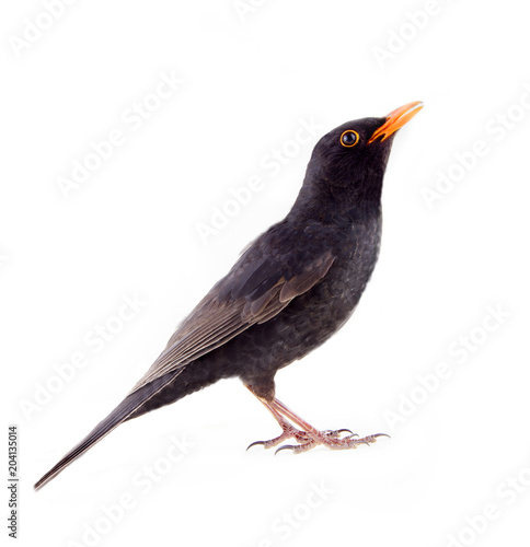 Blackbird (Turdus merula, male) on white background