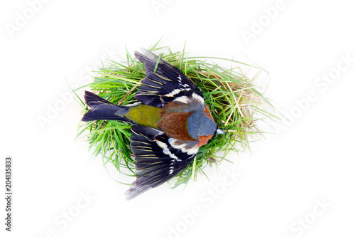 Bird in artificial nest with open wings photo