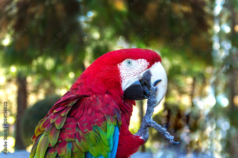 Colorful parrot macaw keeps his paw in the beak, closeup