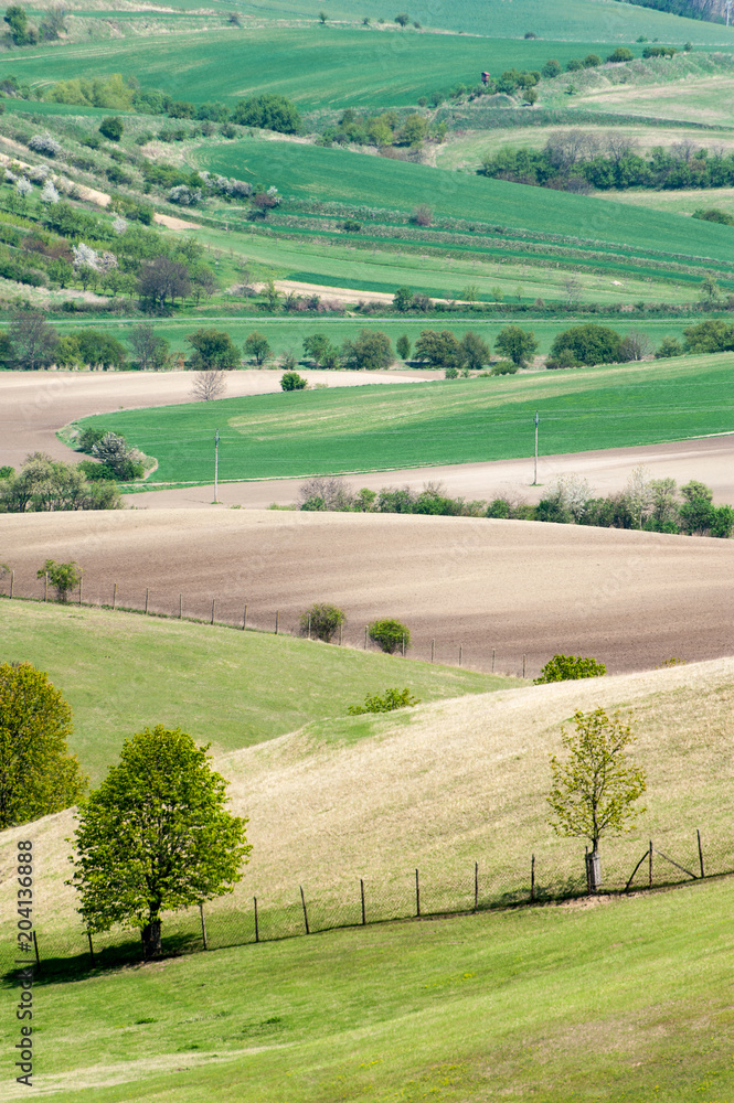 Landscape with rolling wavy green fields pattern texture in spring