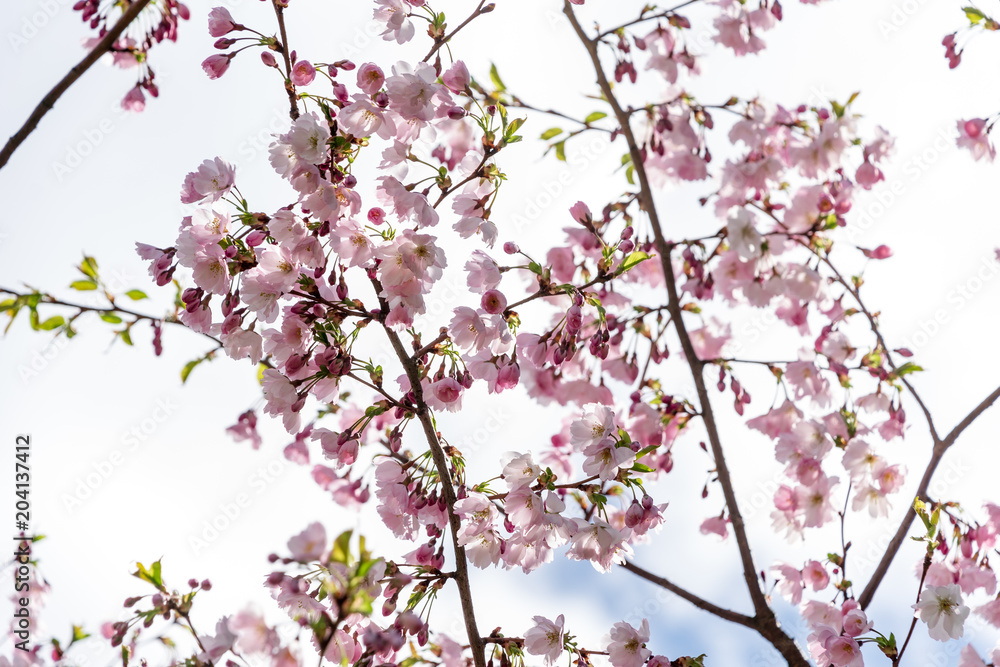 Sakura Flower or Cherry Blossom With Beautiful Nature Background.