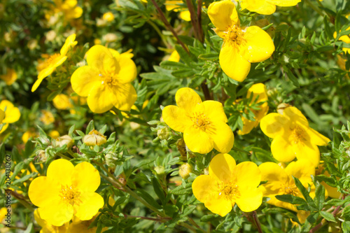 Yellow flowers potentilla fruticosa goldfinger in nature. wallpaper
