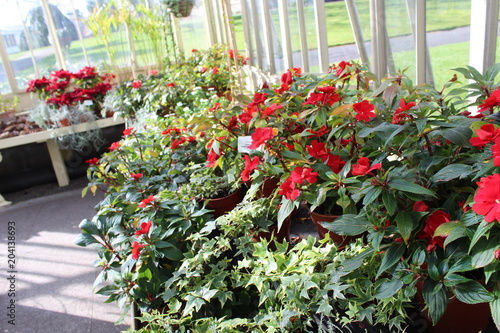 Photography Dublin Botanical Gardens Red Flowers