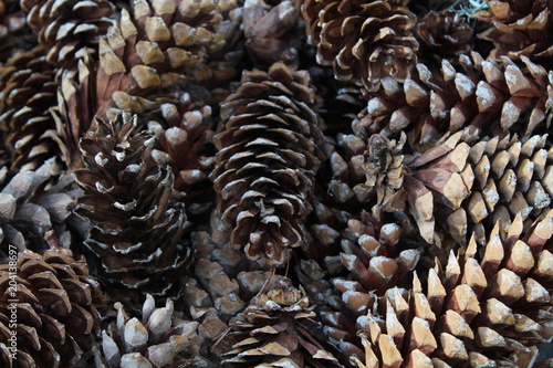Canvas Print Dublin Botanical Gardens  Pine Cones