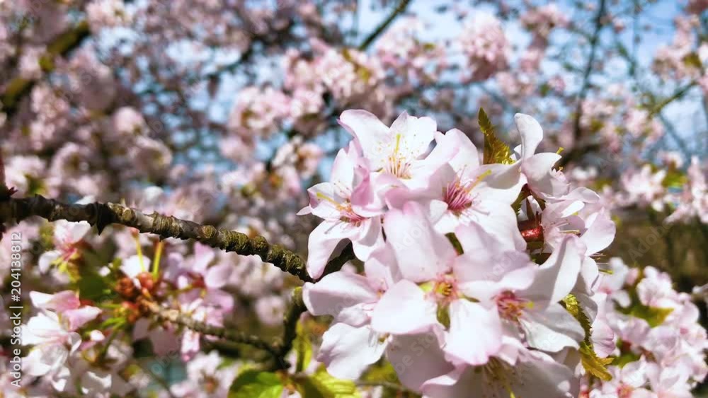 Cherry blossoms in Botanical Garden in Oslo, Norway
Cherry blossoms in Botanical Garden in Oslo, Norway
