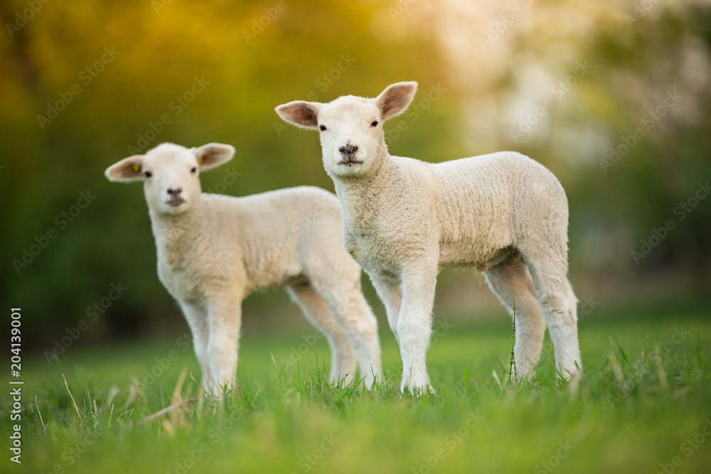Fototapeta premium śliczne małe owieczki na świeżej zielonej łące
