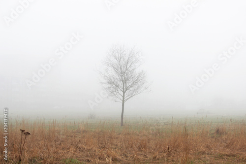 a lonely little tree in the fog in a vacant lot in the spring early in the morning.
