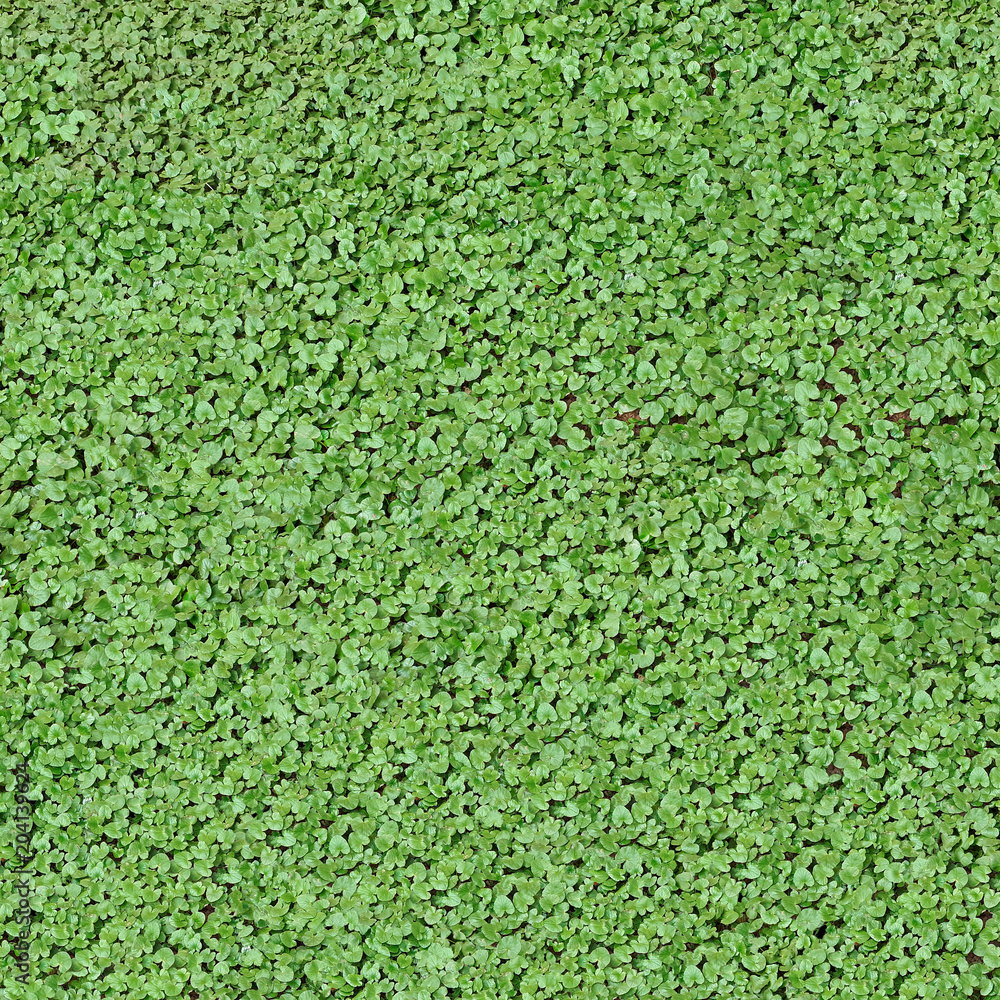 Square organic texture with many uniform green leaves Square organic texture with many uniform green leaves