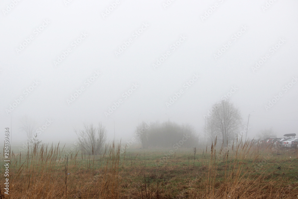 little tree and bush in the fog in a vacant lot in the spring early in the morning. little tree and bush in the fog in a vacant lot in the spring early in the morning.