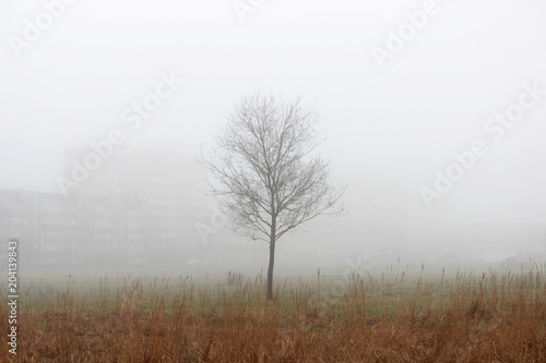 a lonely little tree and houses in the fog in a vacant lot in the spring early in the morning.